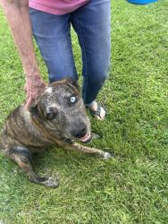 Found/Stray Female Dog last seen Manordale, Pasadena, TX 77505
