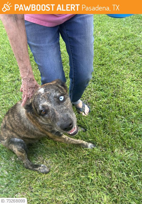 Found/Stray Female Dog last seen Manordale, Pasadena, TX 77505