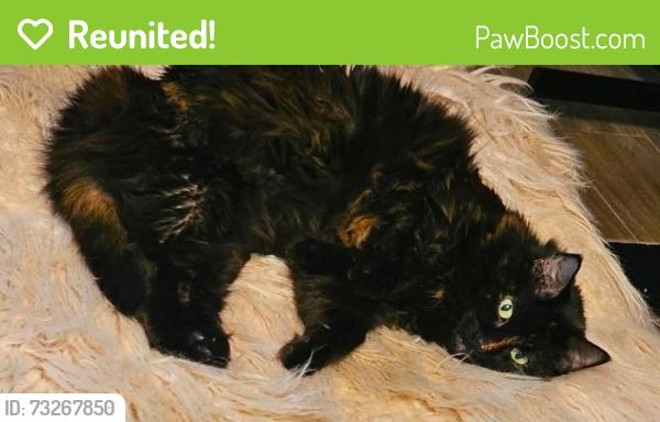 Reunited Female Cat last seen Signal ridge pl, Rockwall, TX 75032