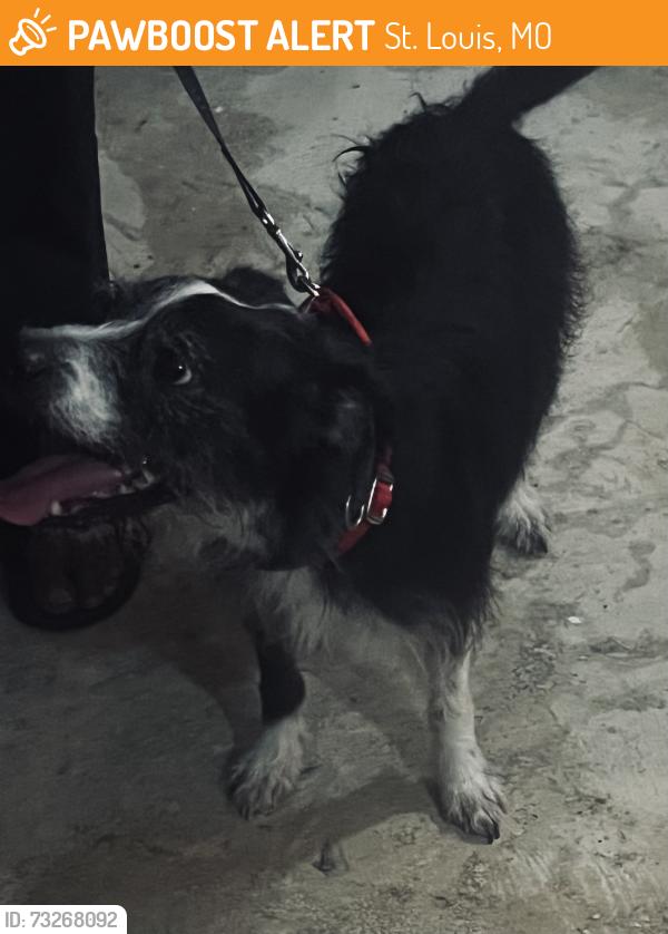 Found/Stray Male Dog last seen Lindell and Newstead, St. Louis, MO 63108