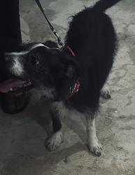 Found/Stray Male Dog last seen Lindell and Newstead, St. Louis, MO 63108