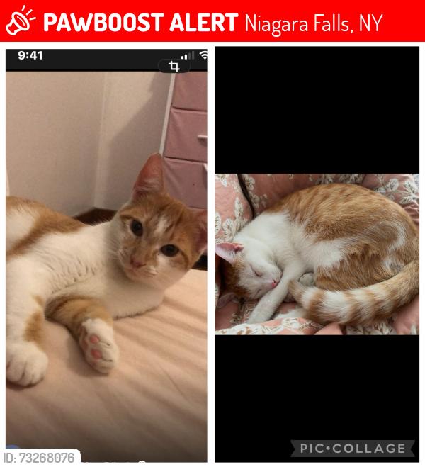 Lost Male Cat last seen Veterans Memorial Park, Niagara Falls, NY 14305