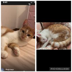Lost Male Cat last seen Veterans Memorial Park, Niagara Falls, NY 14305