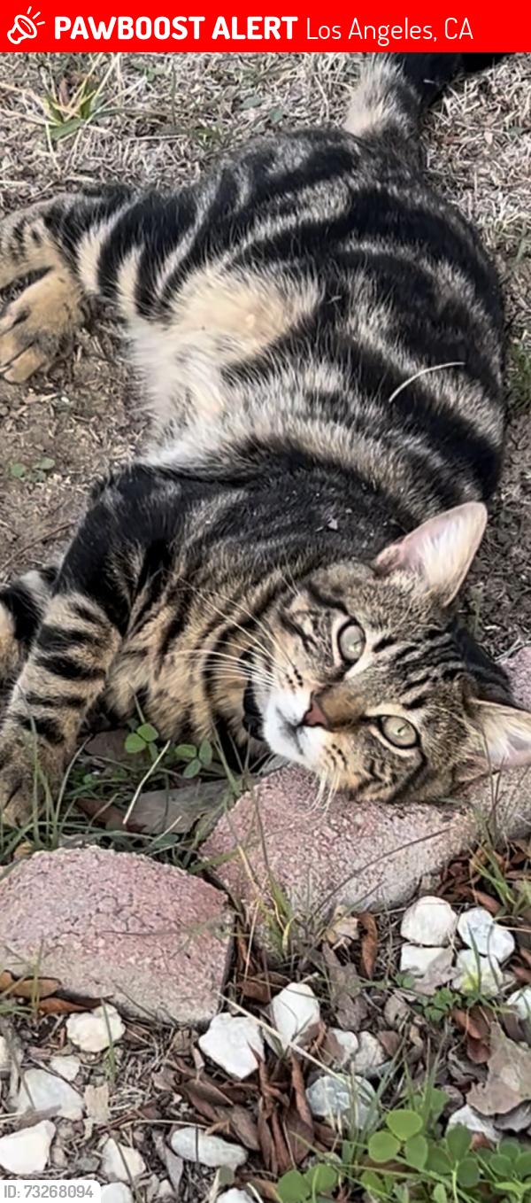 Lost Male Cat last seen Eagle and 6th St, Los Angeles, CA 90023