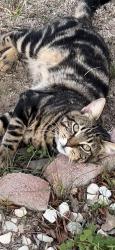 Lost Male Cat last seen Eagle and 6th St, Los Angeles, CA 90023