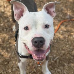 Shelter Stray Male Dog last seen Near BLOCK 148TH AVE SE, BELLEVUE WA 98007, 21615 64th Ave S, Kent, WA 98032, USA