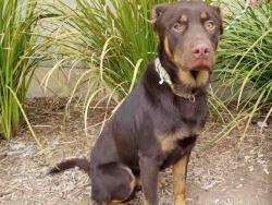 Shelter Stray Male Dog last seen , 11361 W Pico Blvd, Los Angeles, CA 90064, USA