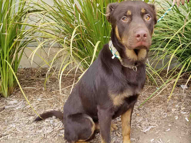 Shelter Stray Male Dog last seen , 11361 W Pico Blvd, Los Angeles, CA 90064, USA