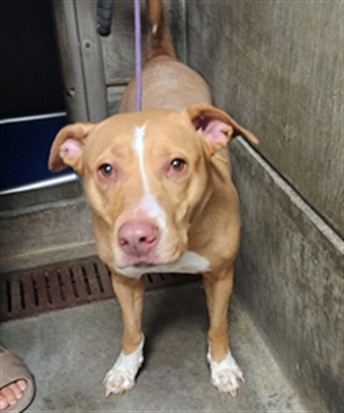 Shelter Stray Female Dog last seen , 11361 W Pico Blvd, Los Angeles, CA 90064, USA