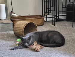 Lost Male Cat last seen Near S, Sandy, UT 84094