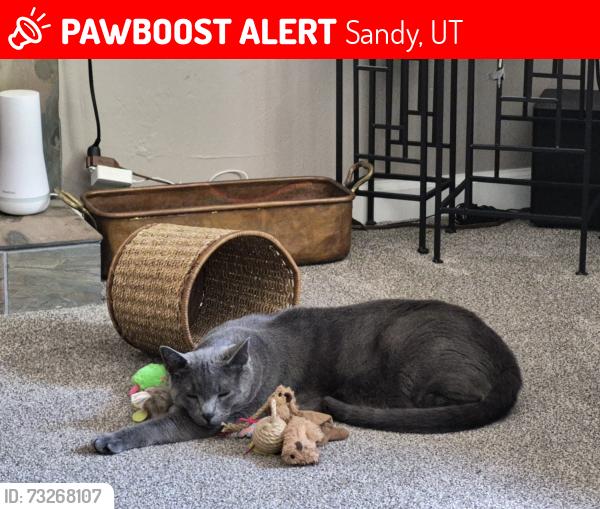 Lost Male Cat last seen Near S, Sandy, UT 84094