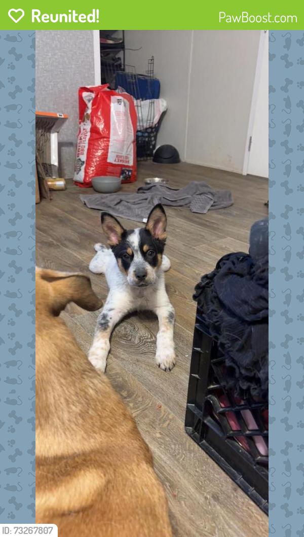 Reunited Male Dog last seen Kickapoo, Kickapoo Rd, TX 77484