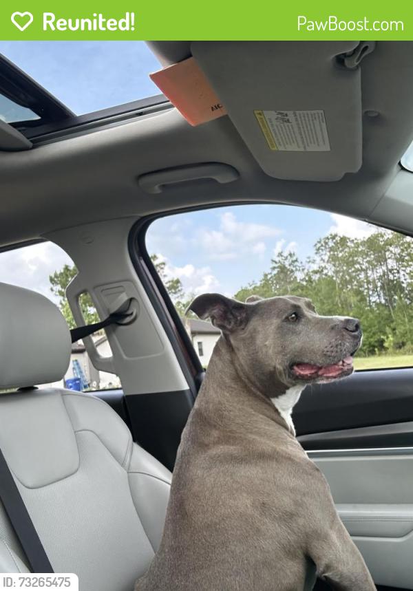 Reunited Male Dog last seen Moore rd and wind ave, Lakeland, FL 33809