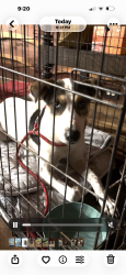 Found/Stray Male Dog last seen Minnonite, Richmond, TX 77469