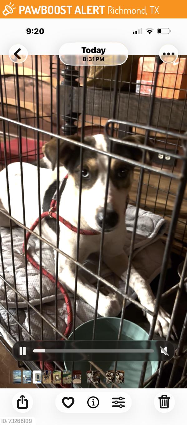 Found/Stray Male Dog last seen Minnonite, Richmond, TX 77469