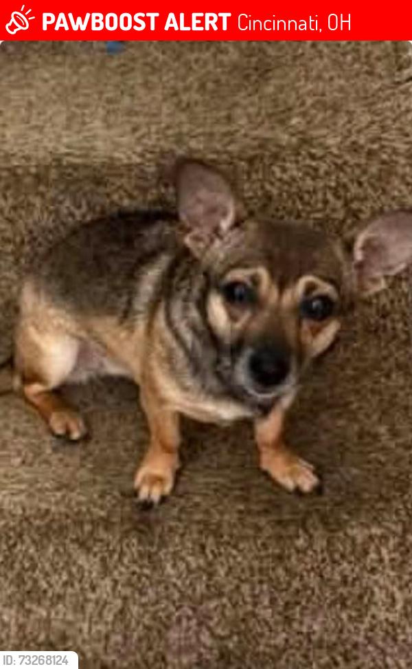 Lost Female Dog last seen Compton & clovernook, Cincinnati, OH 45231
