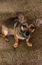 Lost Female Dog last seen Compton & clovernook, Cincinnati, OH 45231