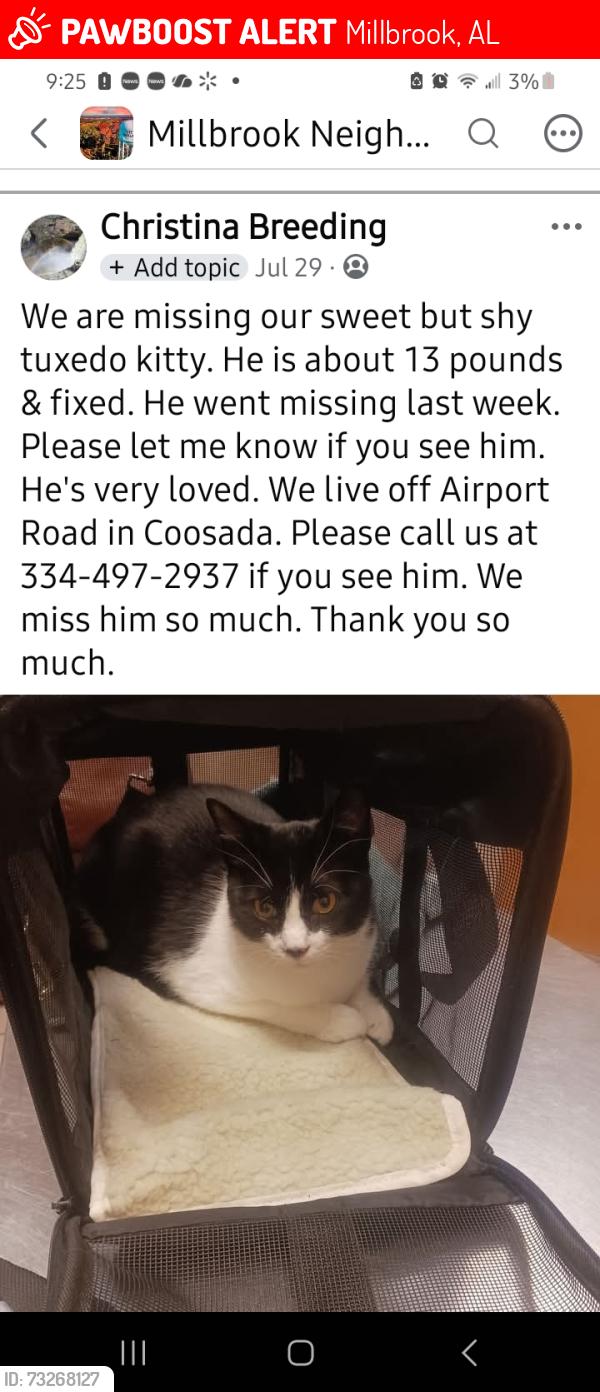 Lost Male Cat last seen Sycamore, Millbrook, AL 36020