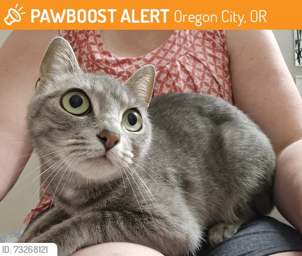Found/Stray Female Cat last seen Cascade St and Magnolia St, Oregon City, OR 97045