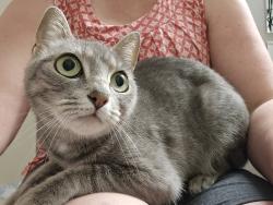 Found/Stray Female Cat last seen Cascade St and Magnolia St, Oregon City, OR 97045