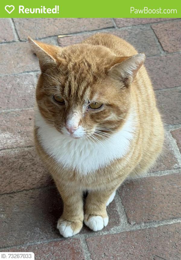 Reunited Male Cat last seen Near Lindbergh St, Winston-Salem, NC 27104, USA, Winston-Salem, NC 27104