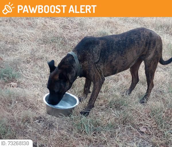 Found/Stray Female Dog last seen Hiwassee Rd and Coffee Creek Rd, Oklahoma County, OK 73007