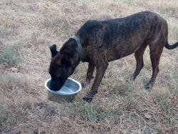 Found/Stray Female Dog last seen Hiwassee Rd and Coffee Creek Rd, Oklahoma County, OK 73007