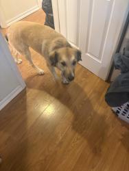 Found/Stray Female Dog last seen 2nd Ave gold hill, Gold Hill, OR 97525