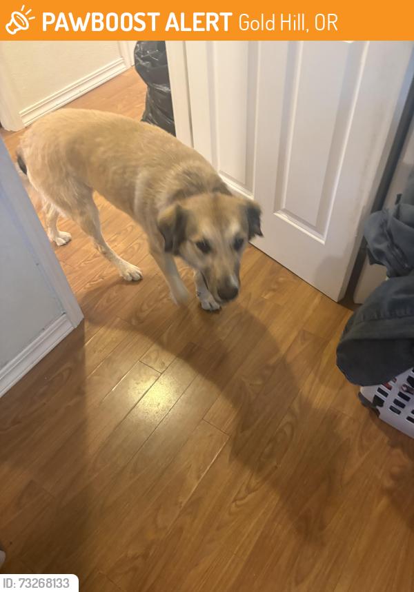 Found/Stray Female Dog last seen 2nd Ave gold hill, Gold Hill, OR 97525