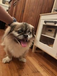 Found/Stray Male Dog last seen Near block of Arts st, New Orleans, LA 70122
