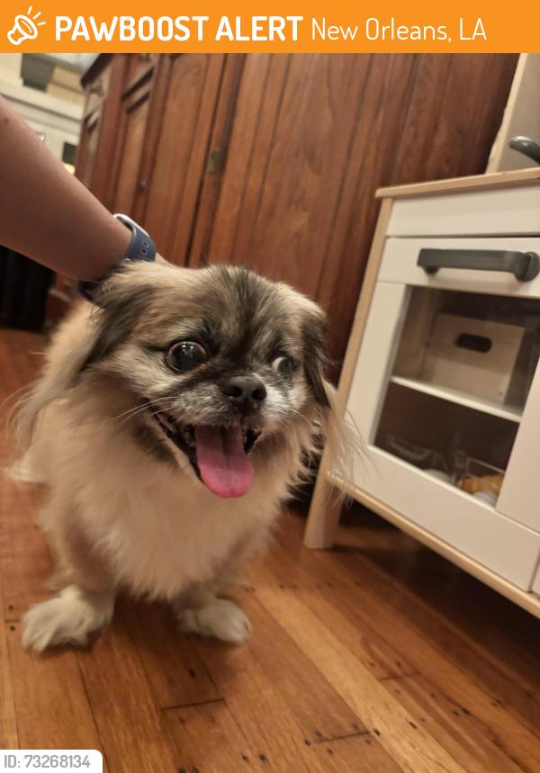 Found/Stray Male Dog last seen Near block of Arts st, New Orleans, LA 70122