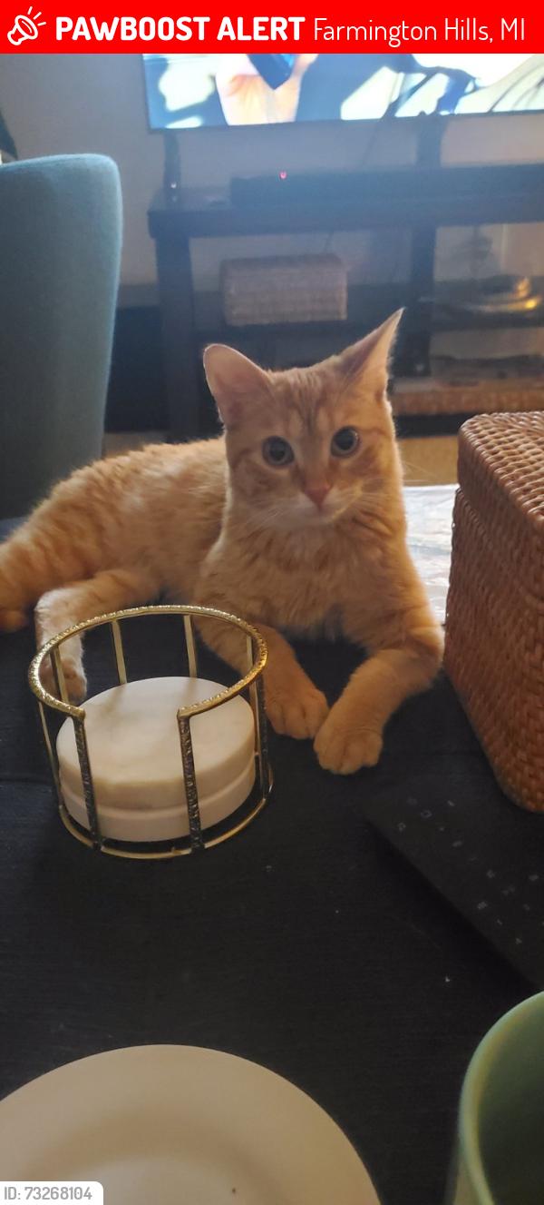 Lost Male Cat last seen Woodland Hills Nature Park, Farmington Hills, MI 48331