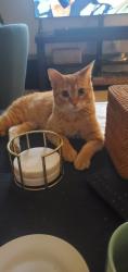 Lost Male Cat last seen Woodland Hills Nature Park, Farmington Hills, MI 48331