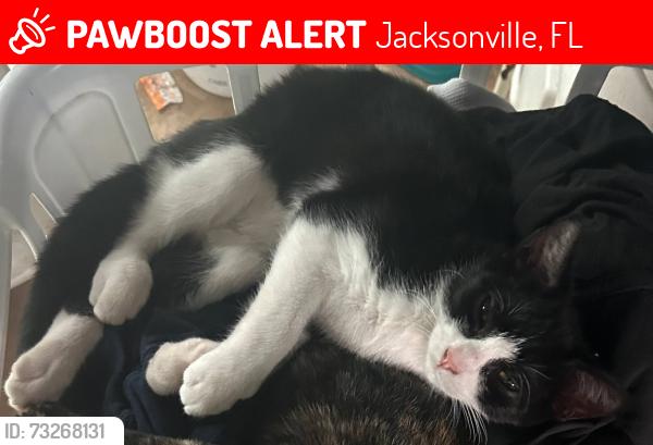 Lost Male Cat last seen Monty Lane and Cathy Rd, Jacksonville, FL 32225