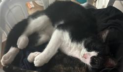 Lost Male Cat last seen Monty Lane and Cathy Rd, Jacksonville, FL 32225