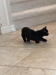 Reunited Female Cat last seen Near vintage Irvine CA 92612, Irvine, CA 92620
