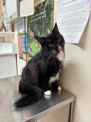 Reunited Female Cat last seen Whitman St, Hayward, CA 94544