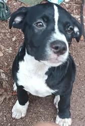 Lost Female Dog last seen Rock church, old town, Kissimmee, FL 34746