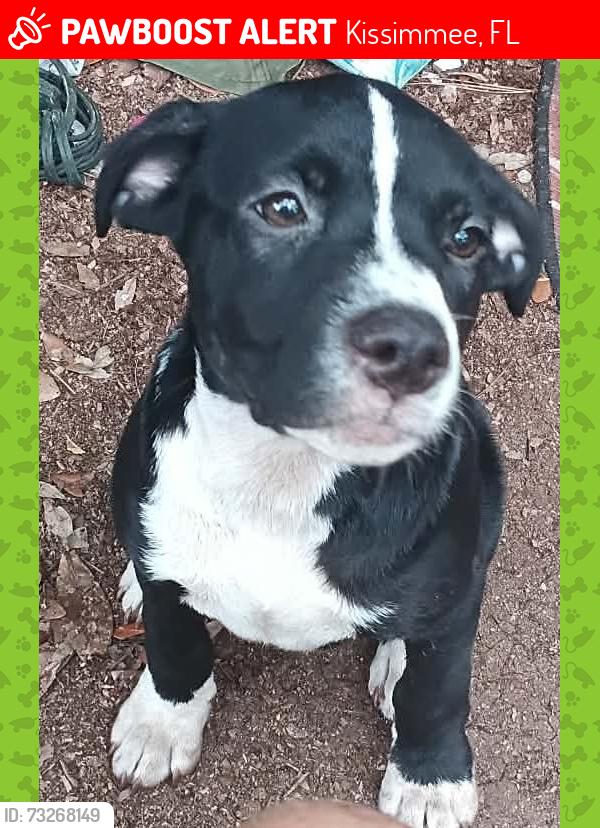 Lost Female Dog last seen Rock church, old town, Kissimmee, FL 34746