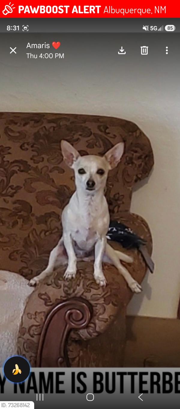 Lost Female Dog last seen Bridge and Isleta, Albuquerque, NM 87121