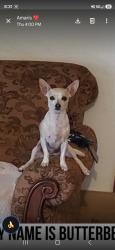 Lost Female Dog last seen Bridge and Isleta, Albuquerque, NM 87121