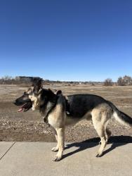 Reunited Male Dog last seen 6th ave and sable blvd, Aurora, CO 80011