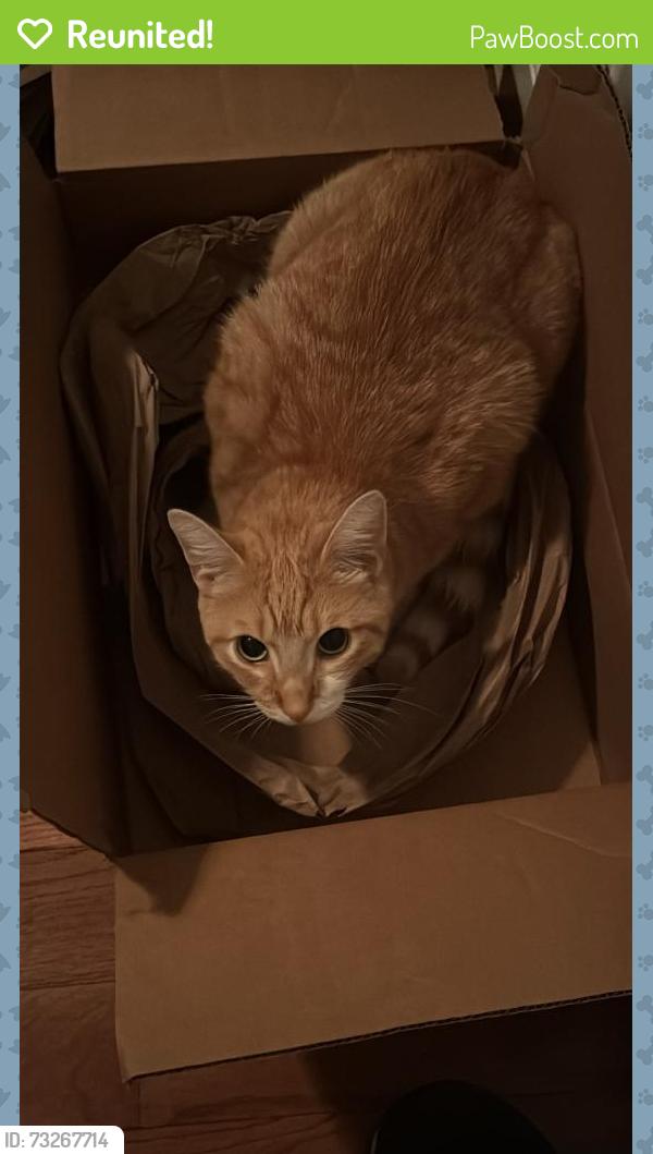 Reunited Male Cat last seen Flower street & circle drive, Hempstead, NY 11550