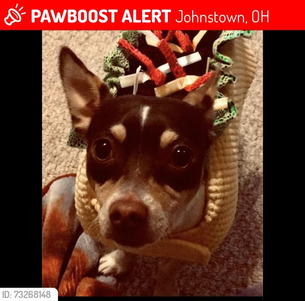 Lost Male Dog last seen Johnstown Utica Road and Fancher Rd, Johnstown, OH 43031