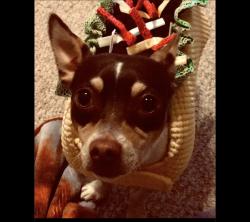 Lost Male Dog last seen Johnstown Utica Road and Fancher Rd, Johnstown, OH 43031