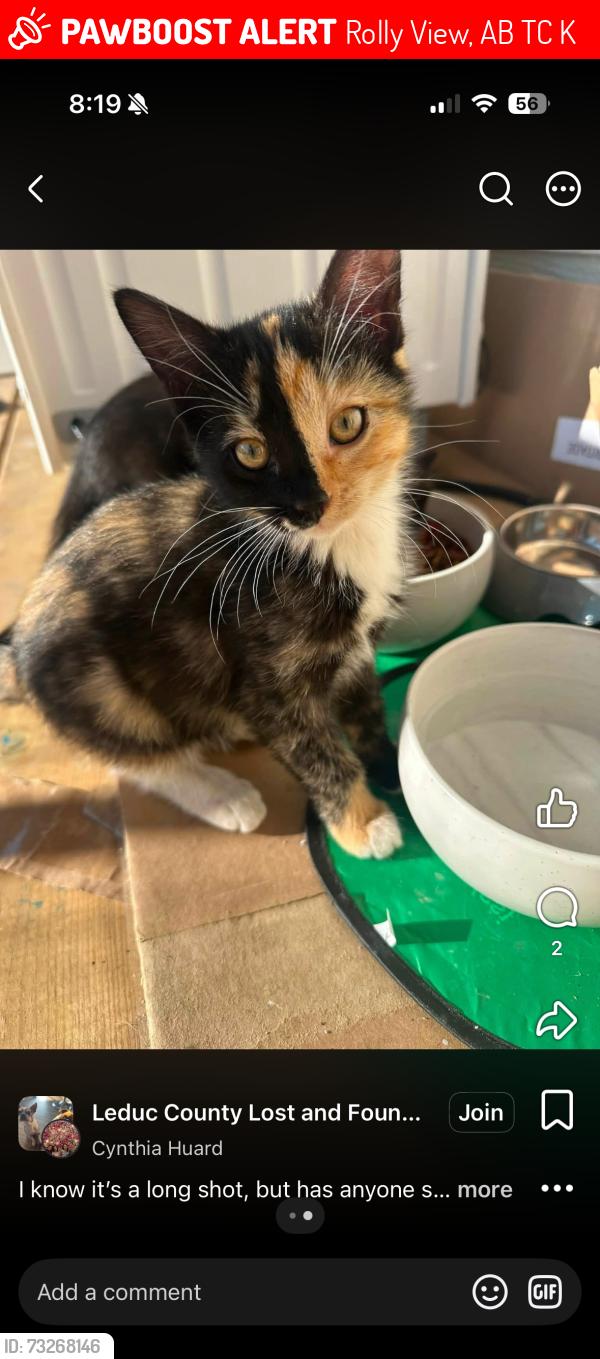 Lost Female Cat last seen Near range road 231, Rolly View, AB T0C 2K0