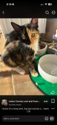 Lost Female Cat last seen Near range road 231, Rolly View, AB T0C 2K0