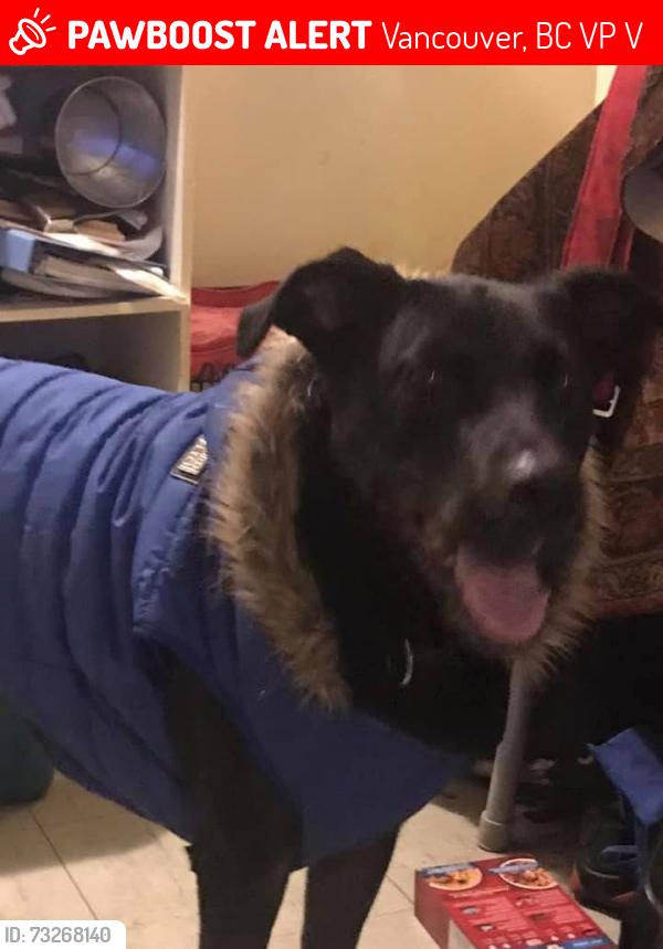 Lost Male Dog last seen Knight and E. 45th Vancouver BC, Vancouver, BC V5P 2V7