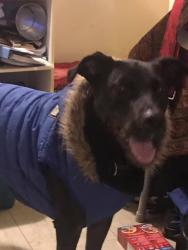 Lost Male Dog last seen Knight and E. 45th Vancouver BC, Vancouver, BC V5P 2V7
