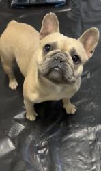 Lost Female Dog last seen Naef, Oak Grove, OR 97267